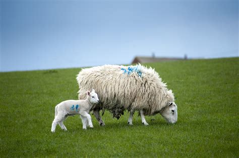 Ewe And Spring Lamb Grazing Creative Commons Stock Image