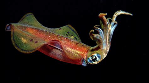 Wallpaper Underwater Octopus Cuttlefish Organ Close