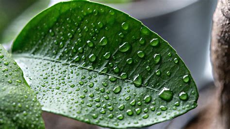 Water Drop On Leaf