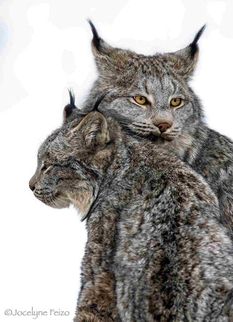 Lynx Cat Oklahoma Canada Lynx Pets Cats Cute Wild Animals
