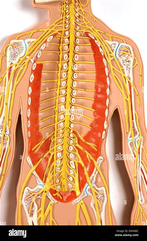 Anatomía Del Sistema Nervioso Fotografía De Stock Alamy