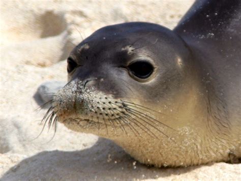 Lets Draw Endangered Species Hawaiian Monk Seal