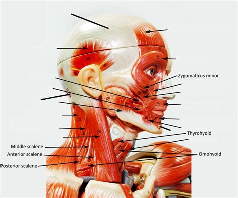 Head And Neck Muscles On Model For Lab Practical Diagram Quizlet