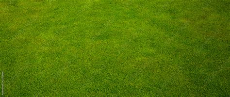 Green Grass Texture From A Golf Course Stock Photo Adobe Stock