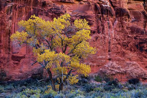 Colorful Canyon Light Photograph By Peter Tellone Fine Art America