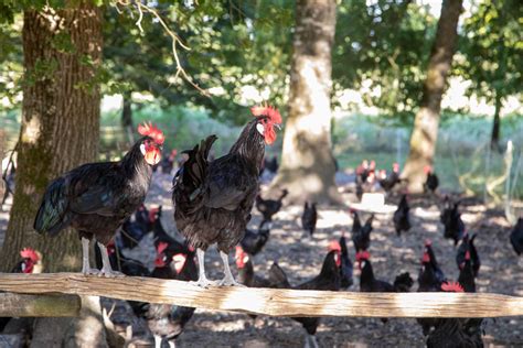 Le Poulet De Barbezieux Aspoulba