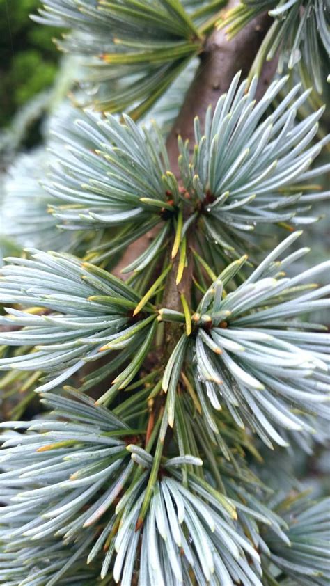 Evergreen Needles 1032 X 1835 Evergreen Plant Leaves Plant Fungus