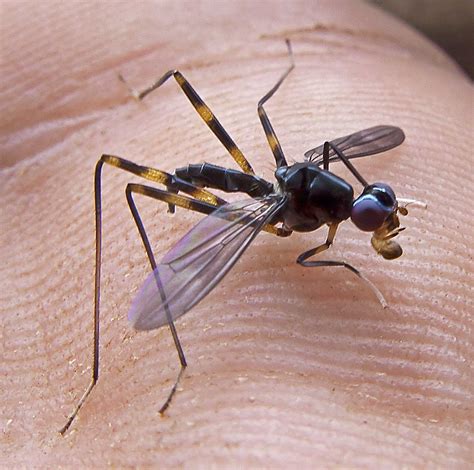 Madang Ples Bilong Mi Blog Archive Mystery Insect