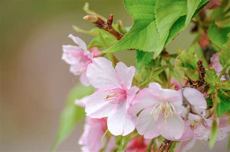 Kata kunci ini belum banyak diketahui oleh semua orang, nama kata kunci ini. Cherry Blossom Sakura Macro Photography With Blur Background In Taichung, Taiwan. Stock Image ...