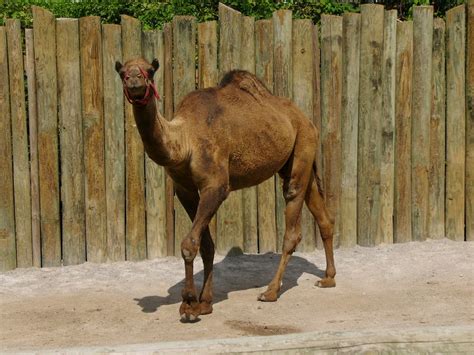 The Online Zoo Dromedary Camel
