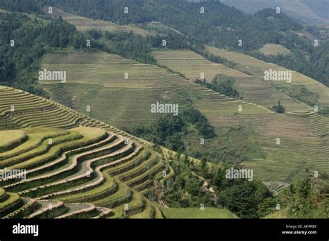 Longsheng Terraced Ricefields Guilin Guangxi Province China Asia