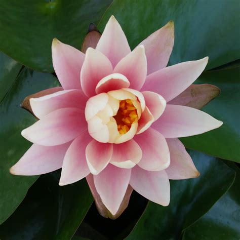 However, the versatile actor has been steadily working on both stage and screen since his television. Hardy Water Lilies - Mid Valley Trees