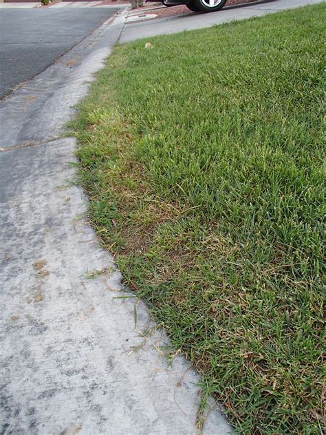 Xtremehorticulture Of The Desert Eliminating Bermudagrass From Lawns