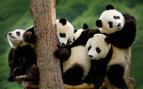 Panda Pandas Baer Bears Baby Cute 3 Wallpaper 2880x1800 364431