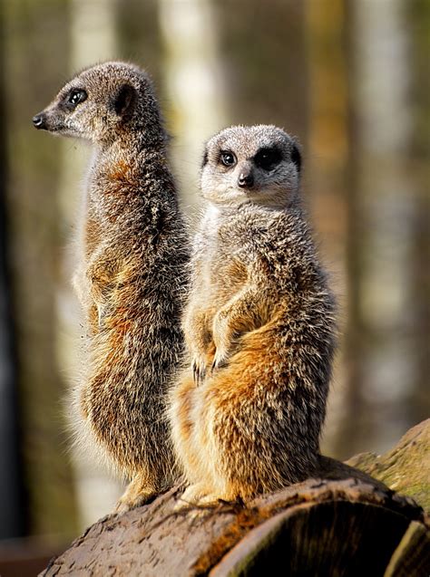 Erdmännchen Wild Zoo Kostenloses Foto Auf Pixabay Pixabay