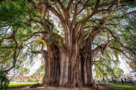 10 De Los Más Extraños Y Originales árboles Alrededor Del Mundo