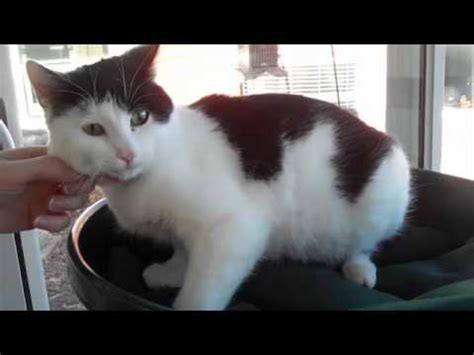 Learn more about average cat weight and how to determine the right size to keep your cat healthy. Average Weight Of A 7 Month Old Cat