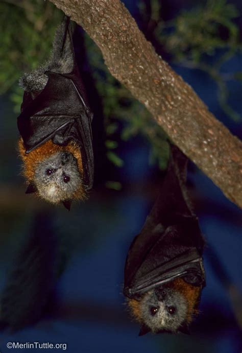 Grey Headed Flying Foxes Find Friends In Bendigo Park Australia