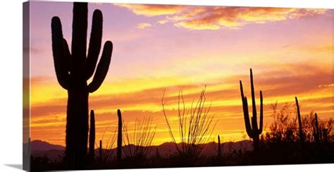 Sunset Saguaro Cactus Saguaro National Park Az Wall Art Canvas Prints