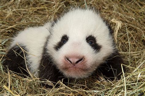 Its A Boy Zoo Vienna Welcomes A Healthy Panda Cub Zooborns