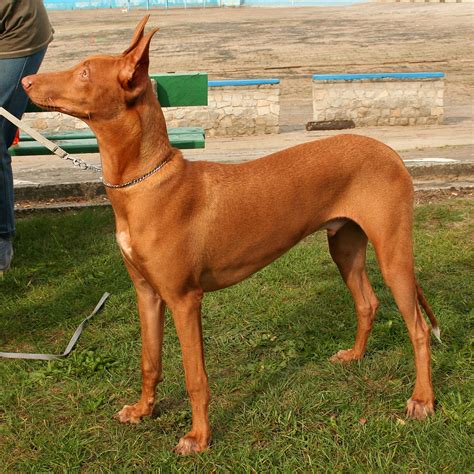 Pharaoh Hound Dog Breed History And Some Interesting Facts