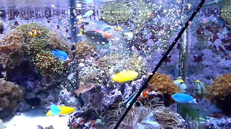 400 Gallon Starfire Reef Tank Feeding Time Hd Youtube