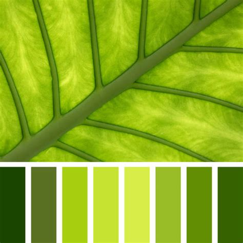 52800 Green Color Palette Stock Photos Pictures And Royalty Free