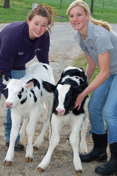 Penn Vet Internship Offers Year Long Experience In Dairy Herd