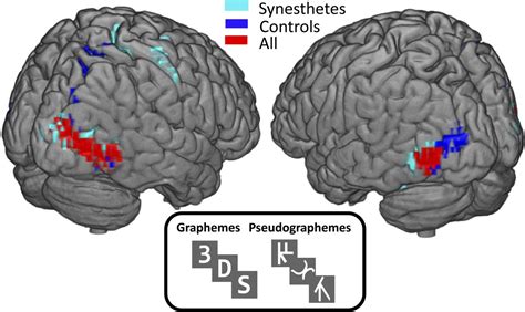 Neural Networks Of Colored Sequence Synesthesia Journal Of Neuroscience