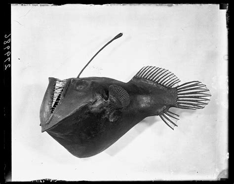 A Model Of The Anglerfish Melanocetus Niger On Loan To The American