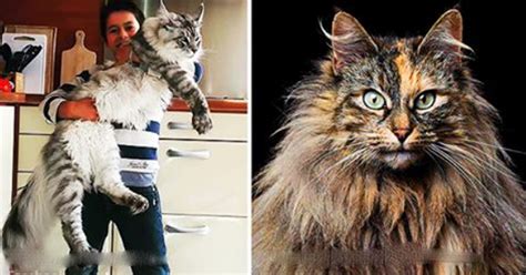 10 Largest Domestic Cat Breeds The Next Best Thing To Having A Lion