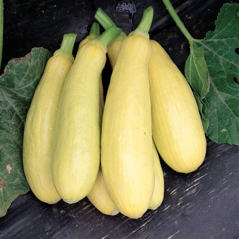 Summer Squash Early Prolific Straightneck St Clare Heirloom Seeds