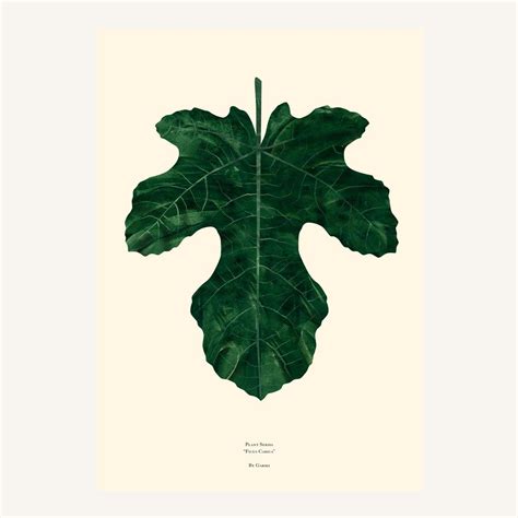 Ficus Carica Aka Fig Leaf A Favourite Of That Cheeky Adam And Eve