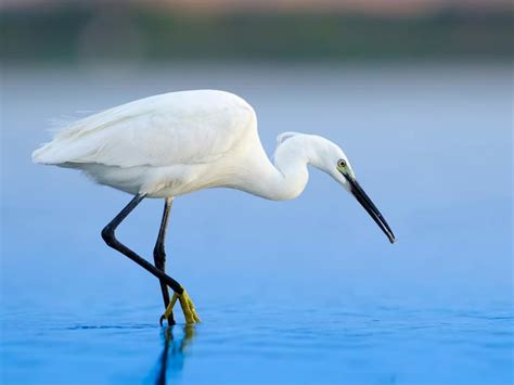 Great White Egret Bird Facts Ardea Alba Bird Fact