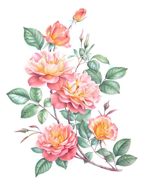Watercolor Roses On Behance Flower Drawing Flower Illustration