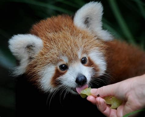 Red Panda Cub Pemba Cute Funny Animals Wild Animals Red Panda Cute