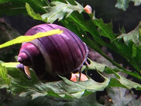 Purple Mystery Snails Are So Pretty And Great Tank Inhabitants
