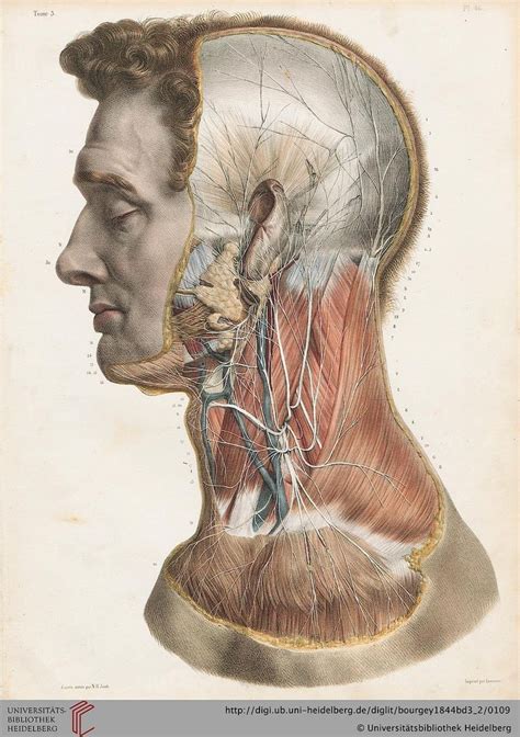 Muscles Of The Neck Anatomy Antique Vintage Medical Illustration