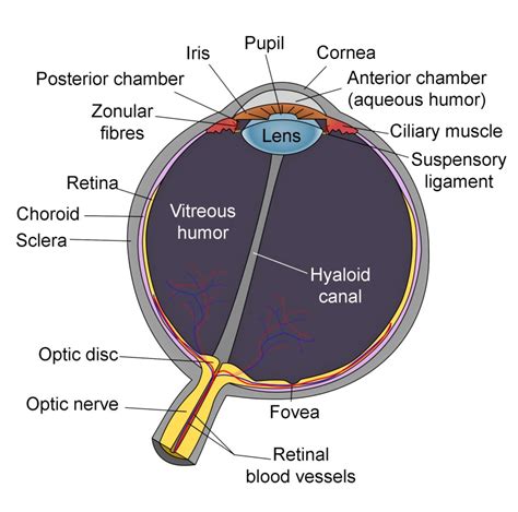 Figure Schematic Of Eye Anatomy Including Statpearls Ncbi