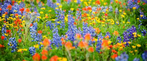 How To Establish A Wildflower Meadow Or Garden Landlife Wildflower