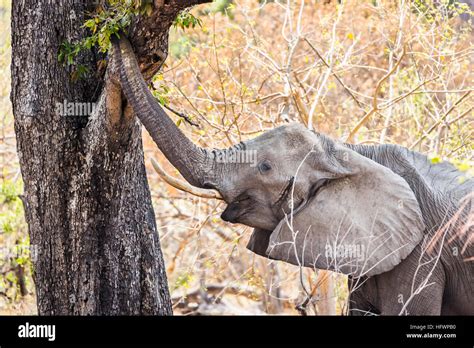 African Bush Elephant Loxodonta Africana Reaching Up With Its Trunk