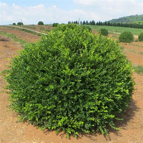 Buxus Microphylla Var Japonica Wintergreen Wintergreen Boxwood From