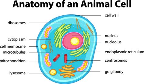 Animal Cell Diagram Microtubules File Animal Cell Structure Pt Svg