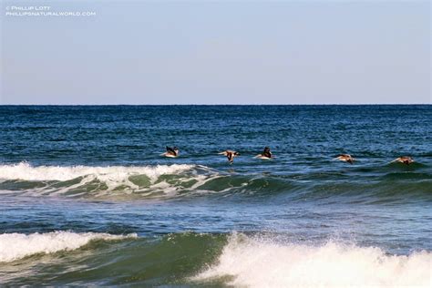 Canaveral National Seashore Phillips Natural World