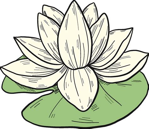 White Water Lily Clipart Free Download Transparent Png Creazilla