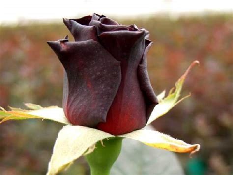 Black Roses A Fascinating Myth How Real Are They