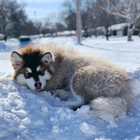 10 Dog Breeds That Love The Cold Weather
