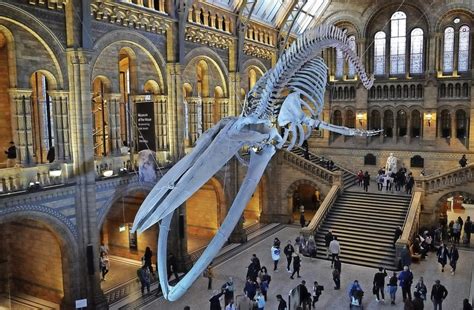 Natural History Museum London