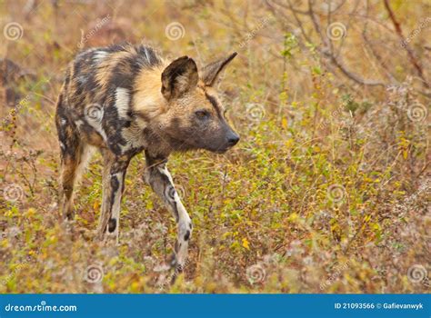 Afrikaanse Wilde Hond Stock Foto Image Of Jager Genaturaliseerd