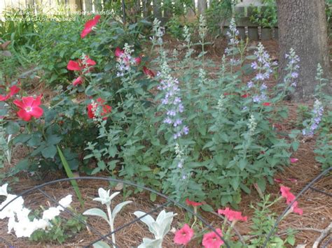 Get free shipping on qualified cat furniture or buy online pick up in store today in the outdoors department. PlantFiles Pictures: Nepeta, Faasen's Catmint, Ornamental ...